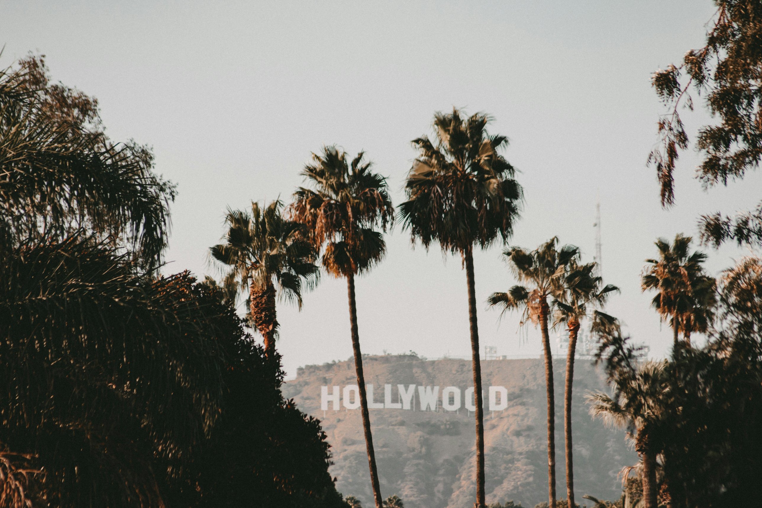 The Hollywood sign framed by tall palms