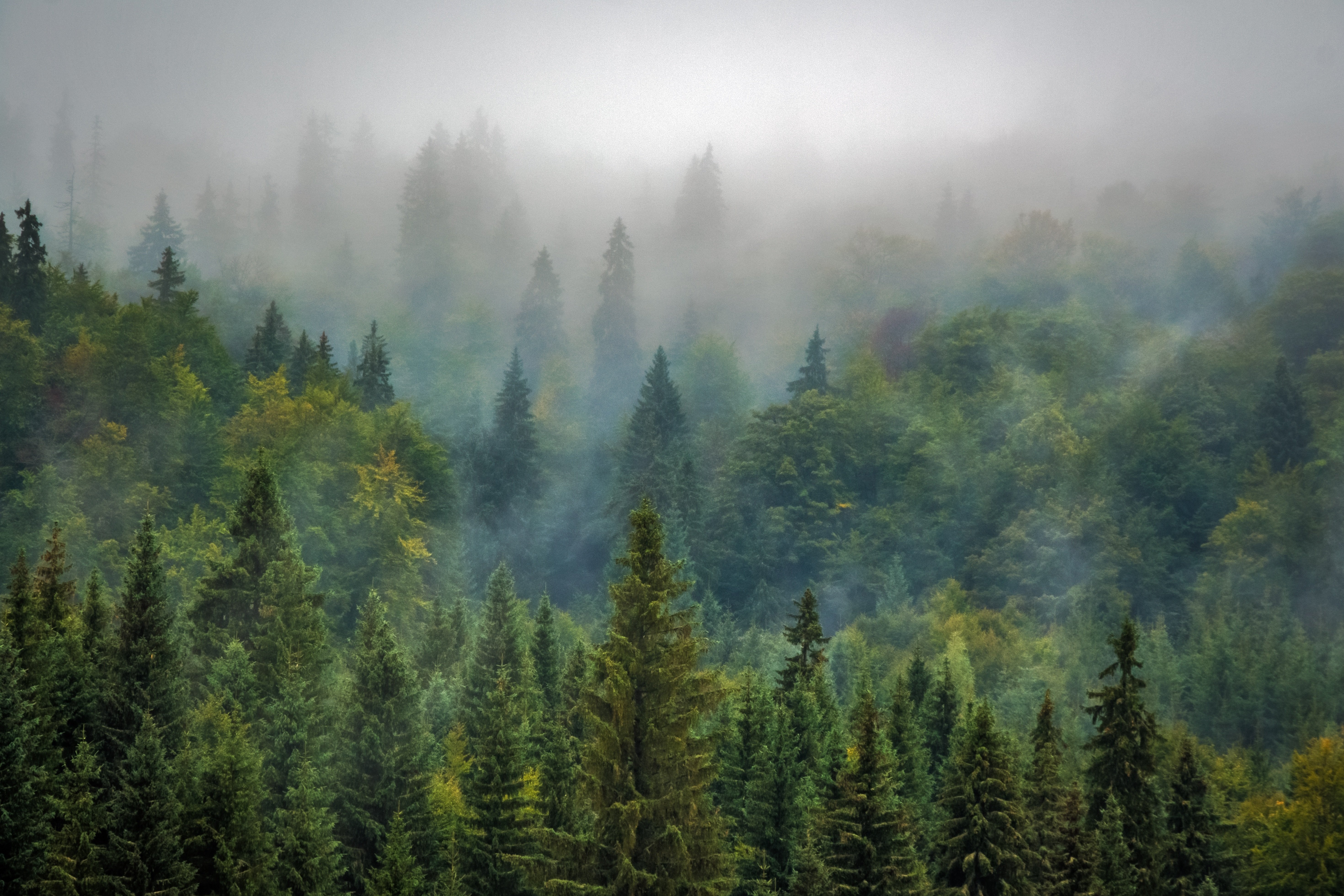 A misty pine forest in the Bulgarian mountains