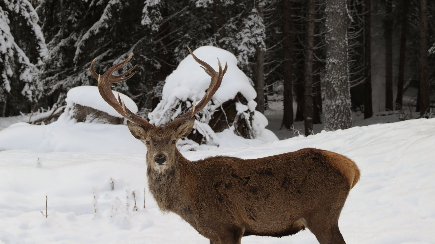 A red stag in a snow-covered forest
