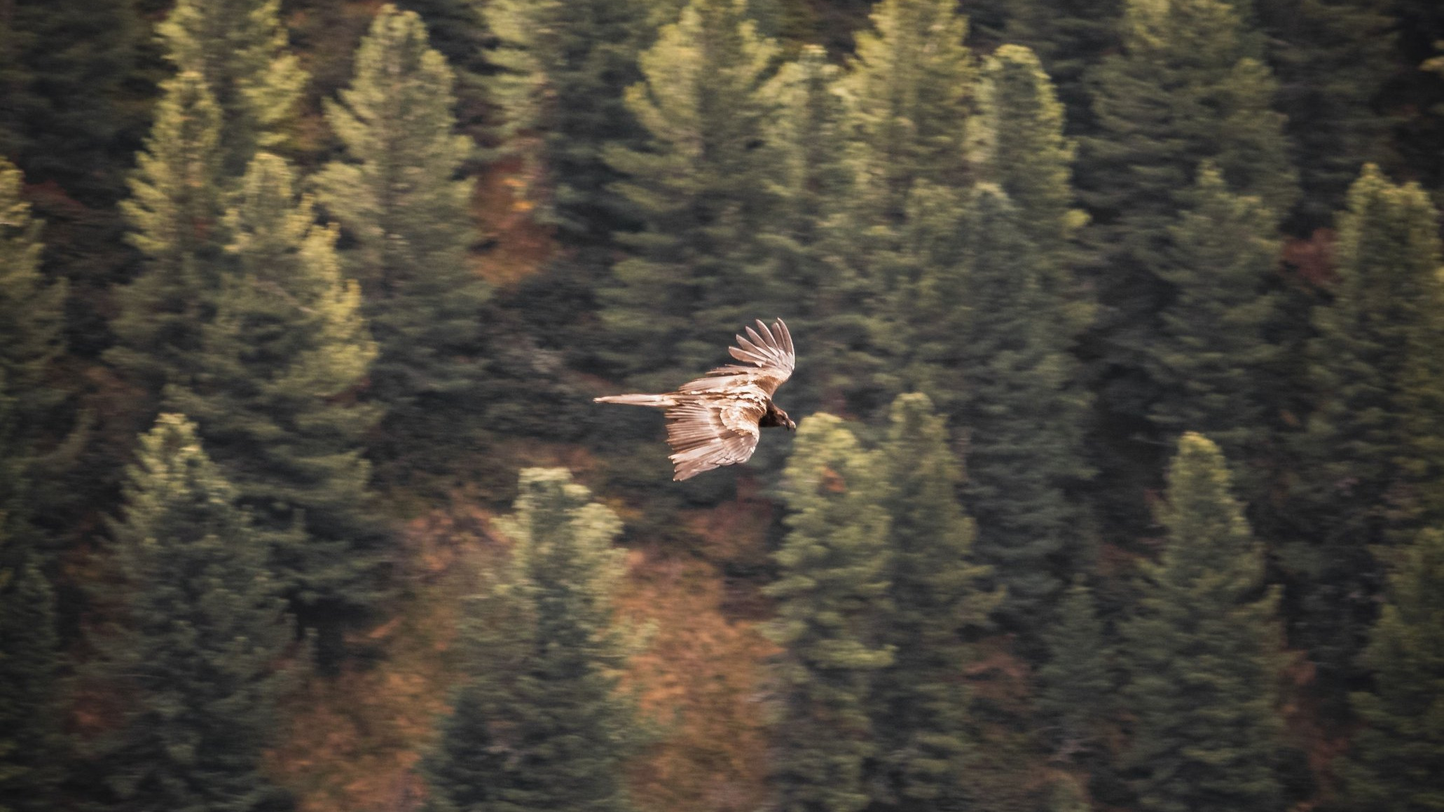 An eagle gliding above a pine forest